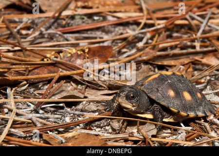 Gulf Coast fort Turtle Hatchling Banque D'Images