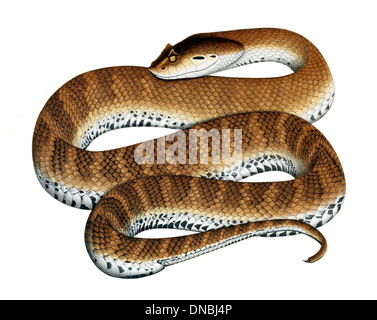 Acanthophis antarcticus, connu sous le nom d'additionneur de mort, est un serpent venimeux originaire d'Australie. Reconnaissable à sa large tête triangulaire et à son corps court et trapu, il est très camouflé, ce qui en fait un dangereux prédateur d'embuscade. Banque D'Images