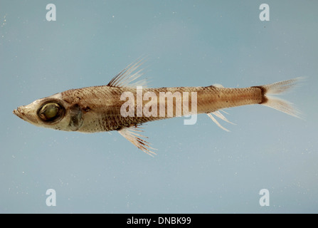 Chlorophthalmus agassizi, également connu sous le nom d'oeil vert d'Agassiz, est une espèce de poisson trouvée dans les environnements de haute mer. Il se caractérise par ses grands yeux adaptés pour voir dans les profondeurs sombres de l'océan. Banque D'Images