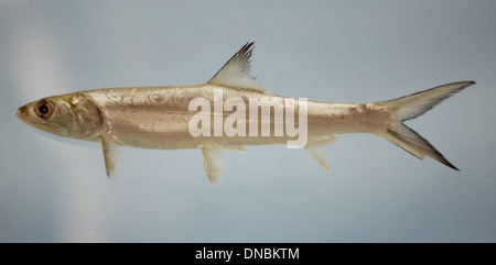 Elops saurus, également connu sous le nom de tarpon de l'Atlantique, est une grande espèce de poisson trouvée dans les eaux côtières des Amériques. Il est connu pour son corps long et argenté et sa puissante capacité de natation. Banque D'Images