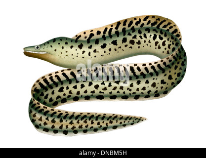 Gymnothorax afer, également connu sous le nom de moraie ouest-africaine, est une espèce trouvée dans l'est de l'océan Atlantique. Il habite les récifs rocheux et les fonds sablonneux, où il se cache dans les crevasses et chasse les petits poissons et les invertébrés. Banque D'Images