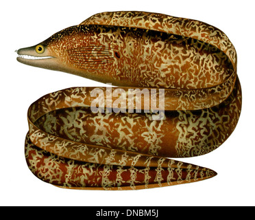 Gymnothorax afer est une espèce de moraie présente dans l'océan Indien. Il est caractérisé par son corps allongé, semblable à un serpent et ses dents tranchantes utilisées pour capturer les proies dans les crevasses rocheuses. Banque D'Images