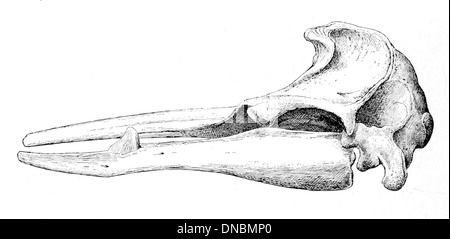 Mesoplodon bidens, connu sous le nom de baleine à deux dents, est une espèce de baleine à bec trouvée dans les eaux océaniques profondes. Elle se caractérise par son corps robuste, sa petite nageoire dorsale et ses deux dents proéminentes à l'avant de la mâchoire inférieure. Banque D'Images