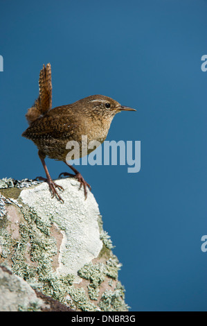 Le Troglodyte mignon (Troglodytes troglodytes) - UK Banque D'Images