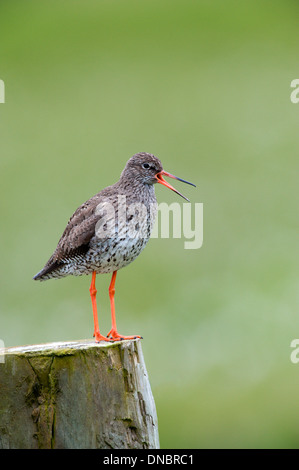 Chevalier gambette (Tringa totanus) - UK Banque D'Images