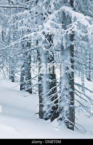 Arbres couverts de neige, la Forêt Nationale de Santa Fe, Nouveau Mexique USA Banque D'Images