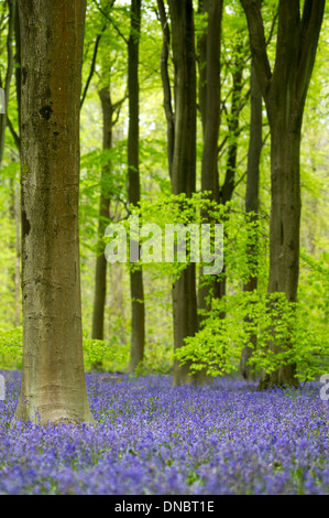 British Bluebells (Hyacinthoides non scriptus) - UK Banque D'Images