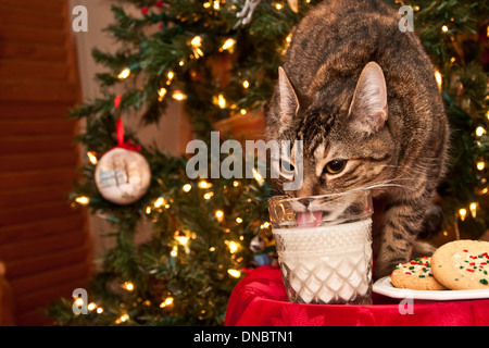 Chat de Noël Banque D'Images