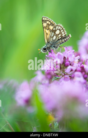 Skipper (papillon damier Carterocephalus palaemon) se nourrissant de trèfle sauvage - UK Banque D'Images