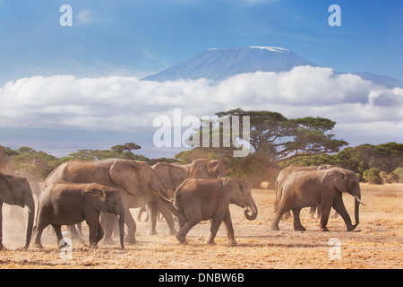 Troupeau d'éléphants en passant en face du Kilimandjaro dans le Parc national Amboseli, Kenya Banque D'Images