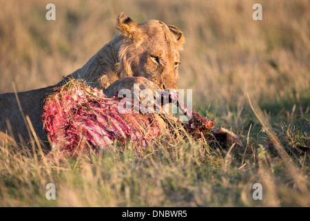 Young male lion sur Kill dans la réserve de Mara Kenya Banque D'Images