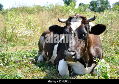 Portrait d'une vache de mâcher des mouches sur le museau Banque D'Images
