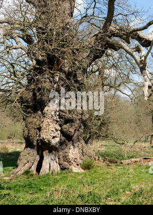 Arbre de chêne français anciens, Ticknall, Derbyshire, Angleterre, RU Banque D'Images