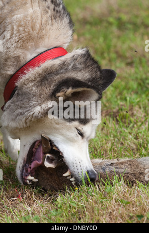 Chien domestique, race ; Husky de Sibérie (Canis lupus familiaris), à l'aide d'carnassial de prémolaires, molaires, canines, de manger un lapin. Banque D'Images