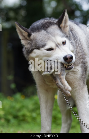 Husky de Sibérie (Canis lupus familiaris). Manger une queue de lapin (Oryctolagus cuniculus). Banque D'Images