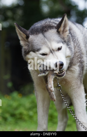 Husky de Sibérie (Canis lupus familiaris). L'extrémité arrière de l'alimentation d'un lapin (Oryctolagus cuniculus). Banque D'Images