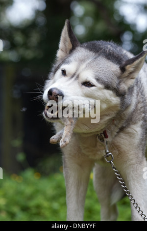 Husky de Sibérie (Canis lupus familiaris). Manger une queue de lapin (Oryctolagus cuniculus). Banque D'Images