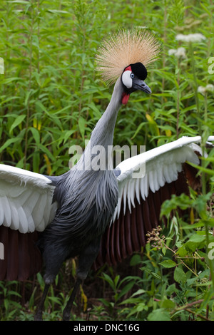 Grue couronnée gris d'Afrique (Balearica regulorum gibbericeps). Mâle adulte. Banque D'Images