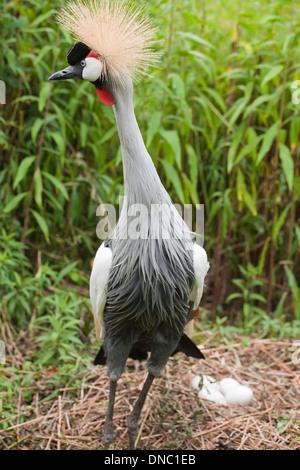 Gris d'Afrique de l'Est de la grue couronnée (Balearica regulorum gibbericeps). Homme debout au-dessus d'un nid. Banque D'Images