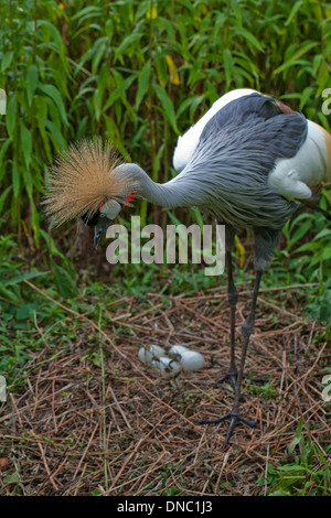 Gris d'Afrique de l'Est de la grue couronnée (Balearica regulorum gibbericeps). Mâle laissant site de nidification. Banque D'Images