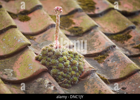 Houseleek Sempervivum tectorum (). En fleur, poussant sur pantiled toit chalet. Ingham. Le Norfolk. UK. Go. Banque D'Images