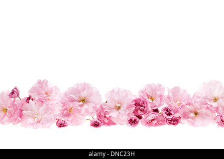 Rangée de fleurs de cerisiers en fleurs fleurs comme frontière avec copie espace isolé sur fond blanc Banque D'Images