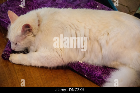 Chat Angora turc blanc dormant sur des cadeaux de Noël sous l'arbre de Noël Banque D'Images