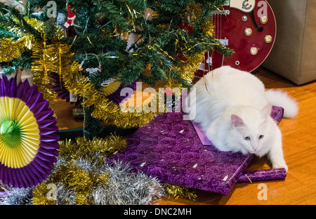 Chat Angora turc blanc assis sur des cadeaux de Noël sous l'arbre de Noël Banque D'Images