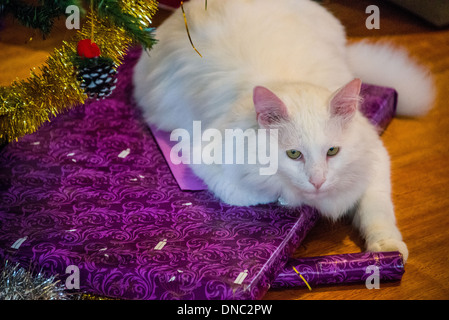 Chat Angora turc blanc assis sur prsents Noël sous l'arbre de Noël Banque D'Images