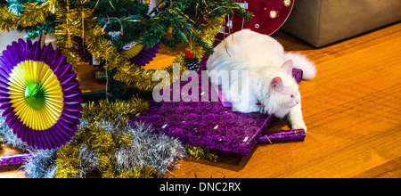 Chat Angora turc blanc assis sur des cadeaux de Noël sous l'arbre de Noël Banque D'Images