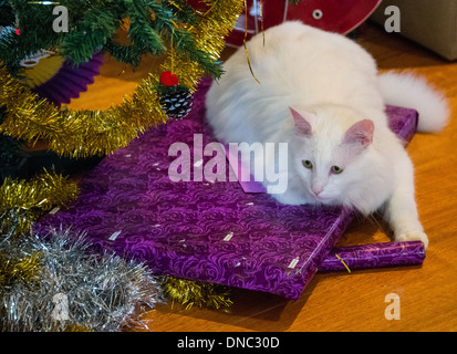 Chat Angora turc blanc assis sur prsents Noël sous l'arbre de Noël Banque D'Images