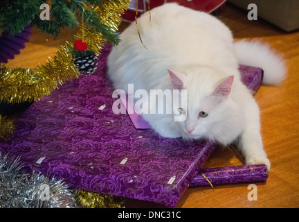 Chat Angora turc blanc assis sur prsents Noël sous l'arbre de Noël Banque D'Images