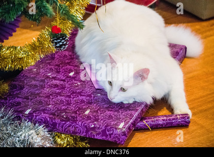 Chat Angora turc blanc assis sur des cadeaux de Noël sous l'arbre de Noël Banque D'Images