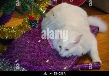 Chat Angora turc blanc assis sur des cadeaux de Noël sous l'arbre de Noël Banque D'Images