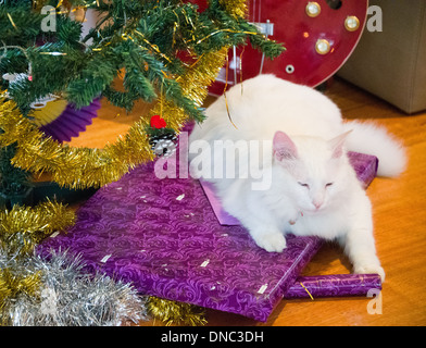 Chat Angora turc blanc assis sur prsents Noël sous l'arbre de Noël Banque D'Images