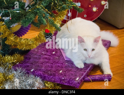 Chat Angora turc blanc assis sur des cadeaux de Noël sous l'arbre de Noël Banque D'Images