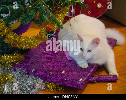 Chat Angora turc blanc assis sur des cadeaux de Noël sous l'arbre de Noël Banque D'Images