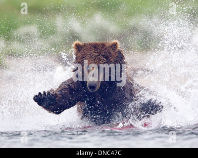 L'ours brun de l'Alaska charge dans la rivière pour attraper le saumon Banque D'Images
