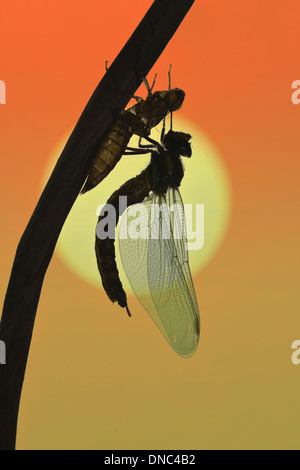 Brown - Hawker Aeshna grandis nouvelle au lever du soleil Banque D'Images