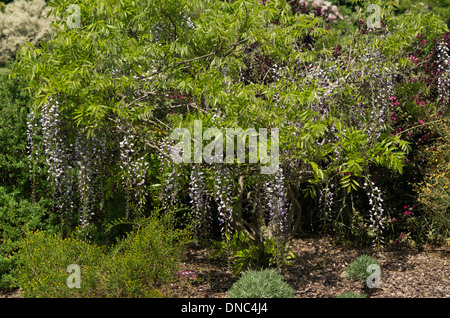 Wisteria floribunda Banque D'Images