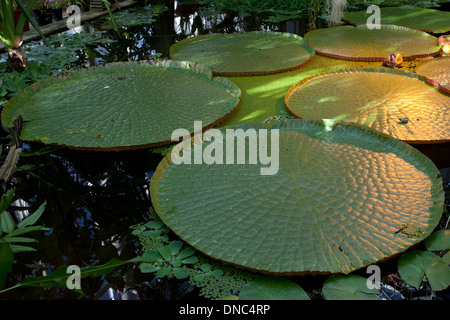 Turku : Botanical Gardens : Nénuphars géants Banque D'Images