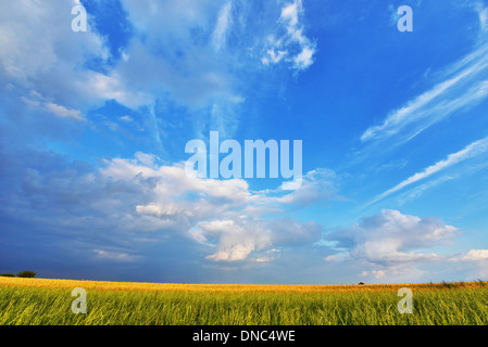 Green field under blue sky. Belle nature background Banque D'Images