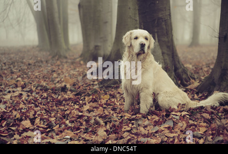 Golden retriever en forêt d'automne Banque D'Images