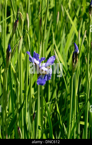 Iris sibirica Perrys Blue Banque D'Images