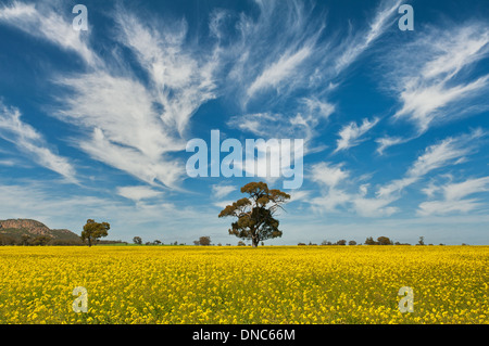 Champ de canola en le Wimmera. Banque D'Images