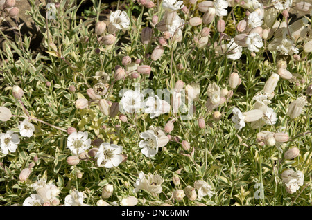 Silene uniflora mer Druetts variagated Campion Banque D'Images