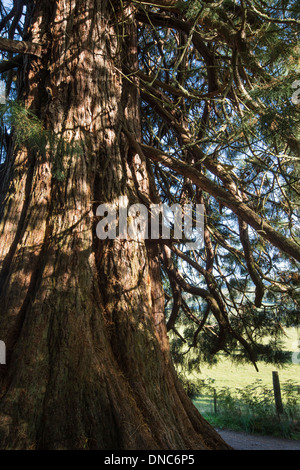 Coffre de Bois Rouge ( arbre Sequoia) à près de Drumnadrochit Craigmonie dans Inverness-shire, en Écosse. Banque D'Images