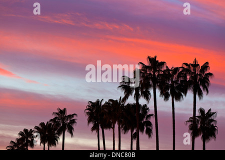 Palm Tree silhouettes sur fond de ciel coucher de soleil. Plan horizontal Banque D'Images