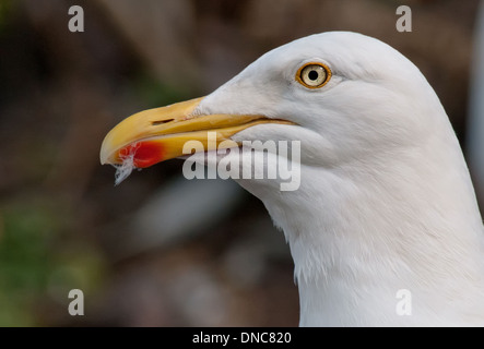 Closeup portrait d'une mouette Banque D'Images