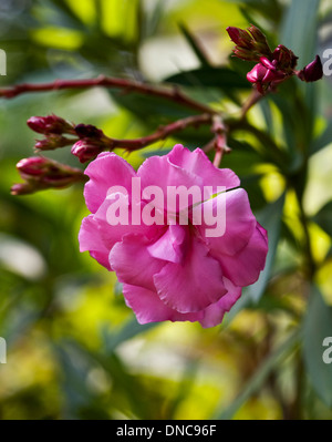 Nerium oleander rose Banque D'Images